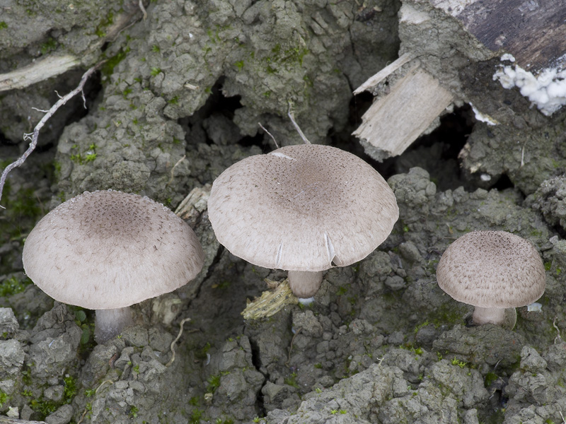 Psathyrella melanthina